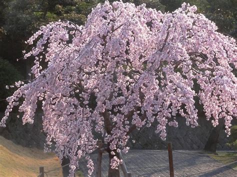 子孫樹|三春滝桜